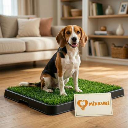 Köpek eğitim çimi
