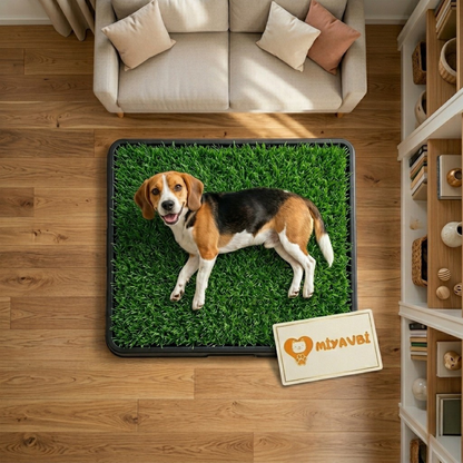 Köpek eğitim çimi
